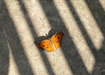 a butterfly sitting on the ground in the sun