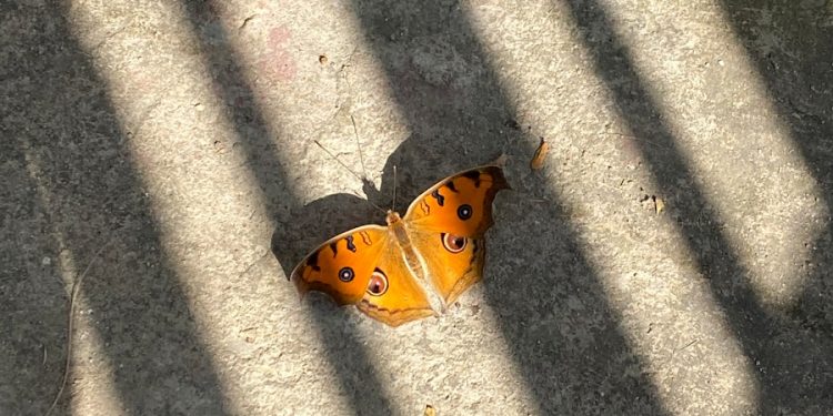 a butterfly sitting on the ground in the sun