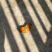a butterfly sitting on the ground in the sun